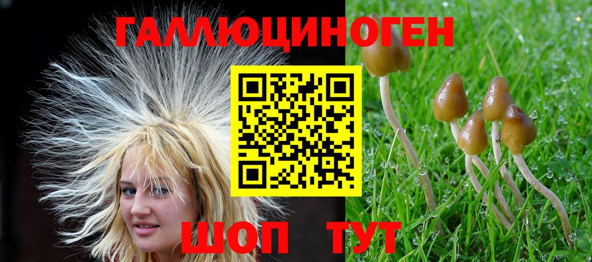 купить наркотик  Вход с VPN  Михайловск  Псилоцибиновые грибы Cubensis 